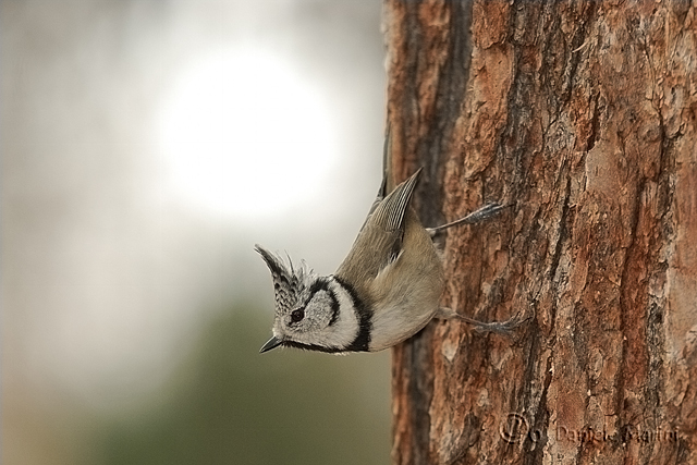 Cincia dal ciuffo (Lophophanes cristatus)